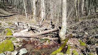 AT Hike 2022 - Sam's Gap to Devil's Fork Gap