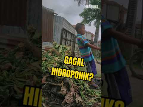 Video: Asparagus: budidaya, perbanyakan, dan perawatan di lapangan terbuka