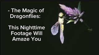 - Dragonfly at Night? It's Not What You Think!