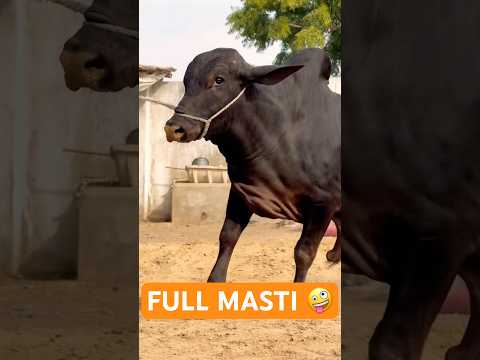 Karachi Cow Mandi Malir Cow Mandi Jameel Memon Mandi Multan Mandi Shorts Cow Cowvideos Bull 