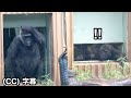 Le petit garon est pris au pige  maman gorille est trs inquite   genki   famille momotaro