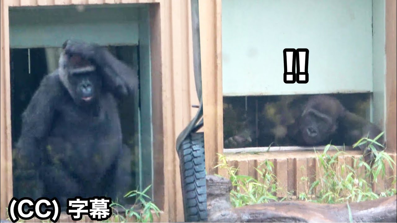 Маленький сын попал в ловушку?! Мама-горилла ужасно волнуется.   Генки  Семья Момотаро