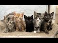 生後34日 わちゃわちゃすぎる子猫の1日【ラプ保護物語＆お祭り兄弟日記】Kittens that have reached 35 days of age.