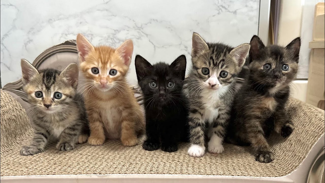 生後34日 わちゃわちゃすぎる子猫の1日【ラプ保護物語＆お祭り兄弟日記】Kittens that have reached 35 days of age.