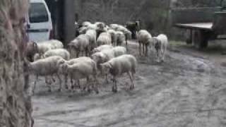 Moutons Du Crouzet.flv