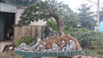 Tiểu cảnh đẹp của nghệ nhân Bến Tre - Cây Tùng la Hán và tiểu cảnh.