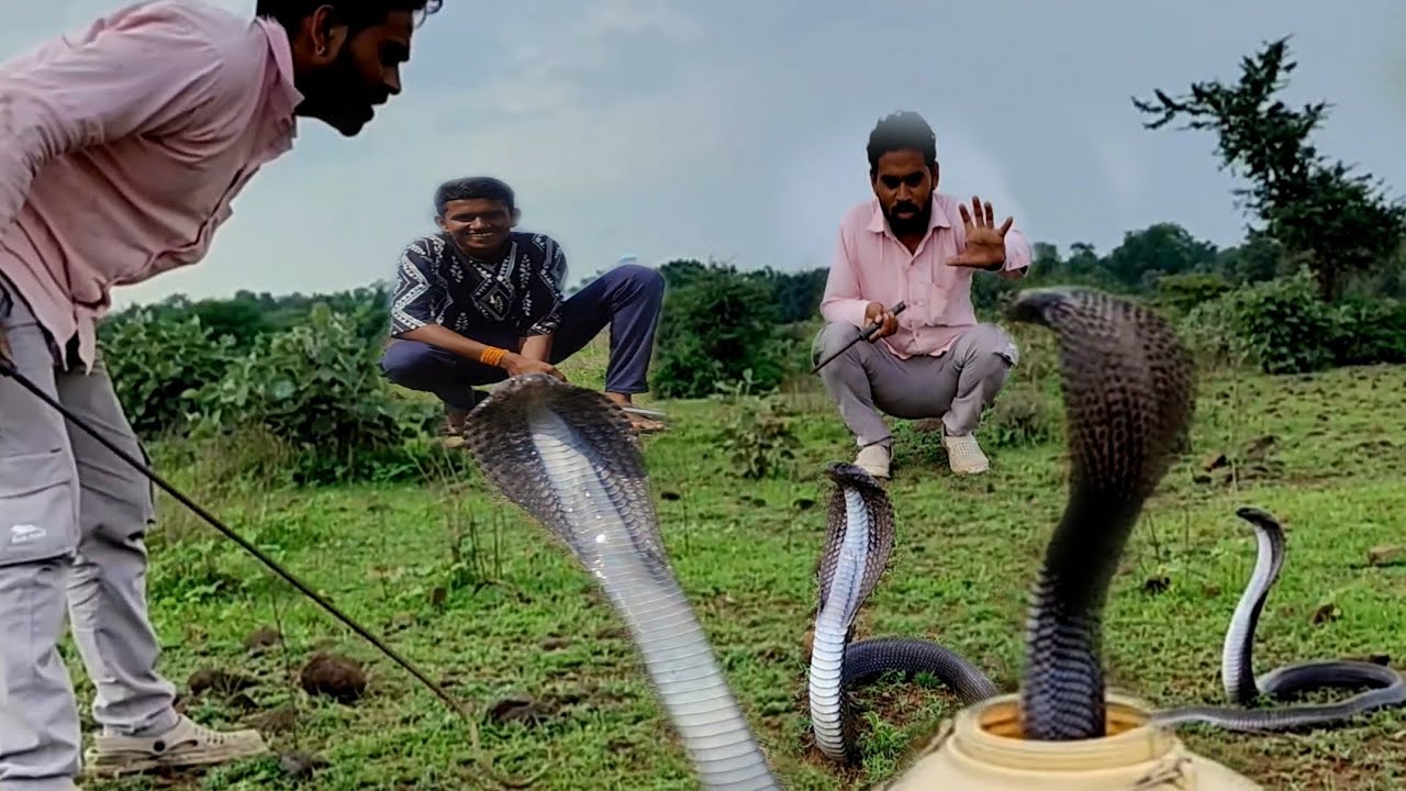 बहुत ही गुसेल वाला किंग कोबरा को जंगल में छोड़ दीया #Govind Bhai snake ...