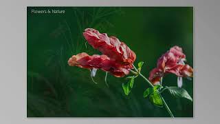 Flowers And Nature