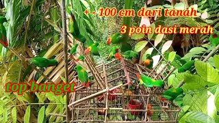 HANYA 100 CM DARI TANAH DAPAT 3 POIN DASI MERAH WAKTU MENJEBAK SERINDIT !! BIRD TRAP