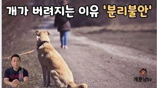 분리불안을 막는 일은 유기견을 막는 일이나 마찬가지입니다. 제발 강아지들이 분리불안에 빠지지 않도록 기르세요!