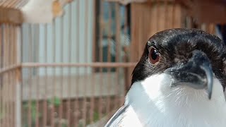 Cendet JATIM GACOR isian KENARI ayam SIKATAN LONDO || CENDET gacor full isian