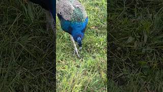 Besuch der berühmten Pfaueninsel Berlin#shortsclip #berlin #berlinberlin #berlinvlog #pfau #ausflug