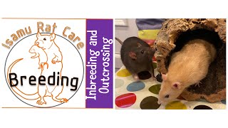 Breeding: Inbreeding and Outcrossing by Isamu Rat Care 2,667 views 3 years ago 38 minutes