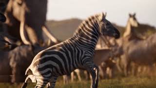 The Lion King (2019) Opening Sequence project