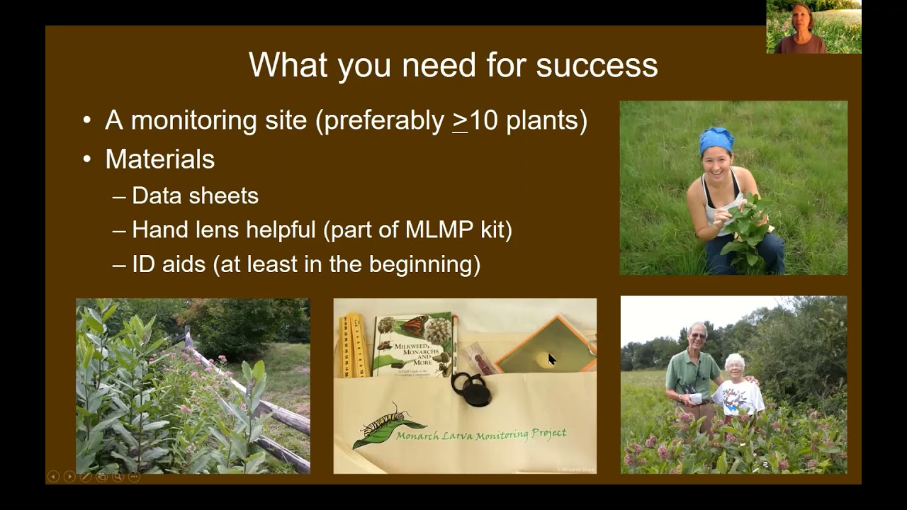 Karen Oberhauser on the Monarch Larva Monitoring Project