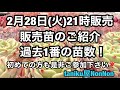 2月28日(火)21時販売❣️販売苗のご紹介❣️