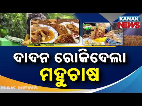 ଜଙ୍ଗଲ ଉପରେ ନିର୍ଭରଶୀଳ ଯୁବକଙ୍କ ନୂଆ ଜୀବିକା | Honey Farming Stops Migration! Ganjam Youth