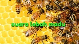 Suara Lebah Hutan !!!!