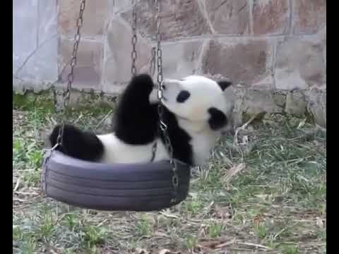 Efkarlı panda