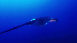STINGRAY TO HEAVEN