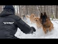 Emotional dog reunion with grandparents after months apart happiest dogs ever