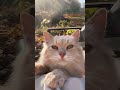 Embrace the Fall Vibe with Cozy Cats and Autumn Aesthetics 🍂🐈 #FallVibes #AutumnAesthetic