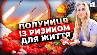 💪🍓Незламна полуниця! Чому нікопольці не полишають свої плантації попри ризик для життя?