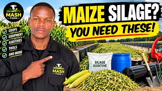 Maize Silage: Everything You Need