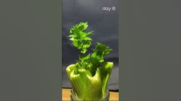 Rau cần tây: 15 days in 15 sec, regrowing celery in water #greens #water #vegetables #grow