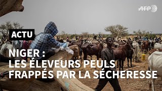 Les Peuls, Chapitre III: au Niger, les éleveurs frappés par le changement climatique | AFP Reportage screenshot 1
