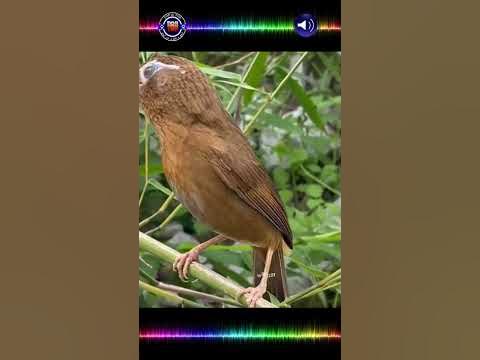 Birds Chirping Morning #shorts - YouTube