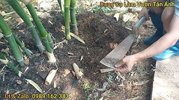 Dầm Lớn Đánh Cây Cảnh Siêu Ngọt. Dầm Thép Rèn Cao Cấp