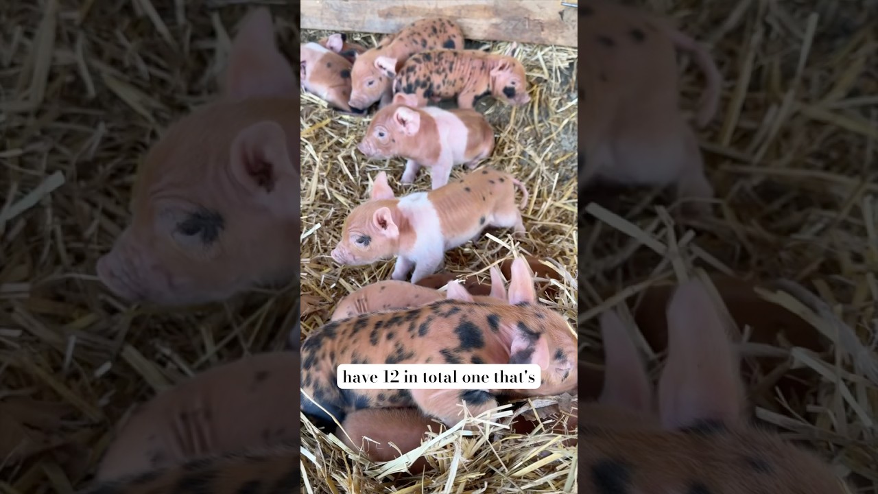 Perfect piglets!  