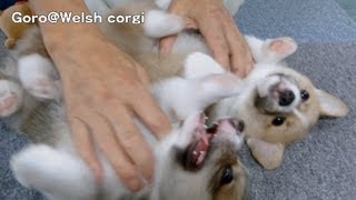 Cute corgi puppies part 3 / コーギー 子犬 20130706