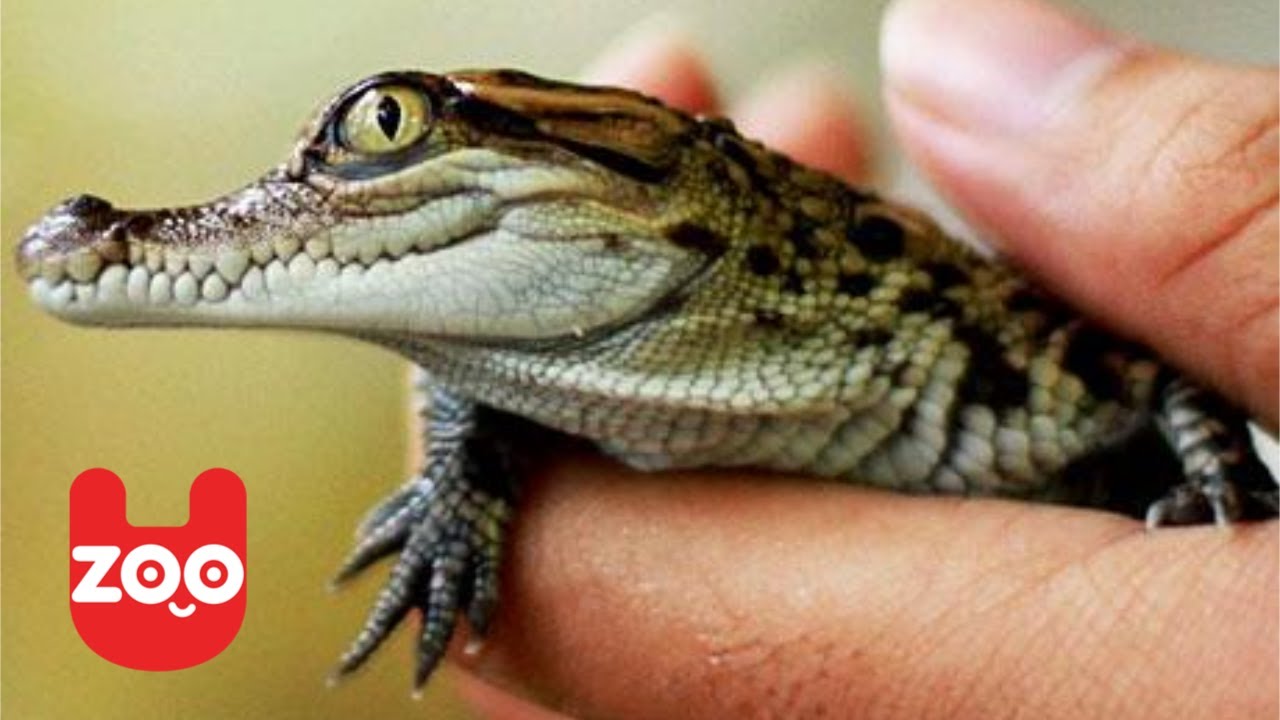 Critically Endangered Crocodiles in Laos