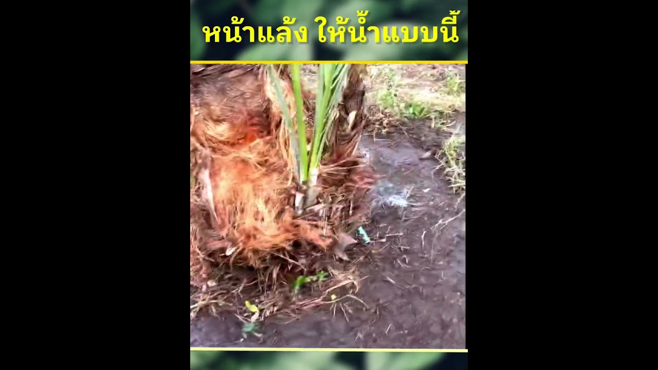 หน้าแล้งให้น้ำแบบนี้ รอดแน่นอน