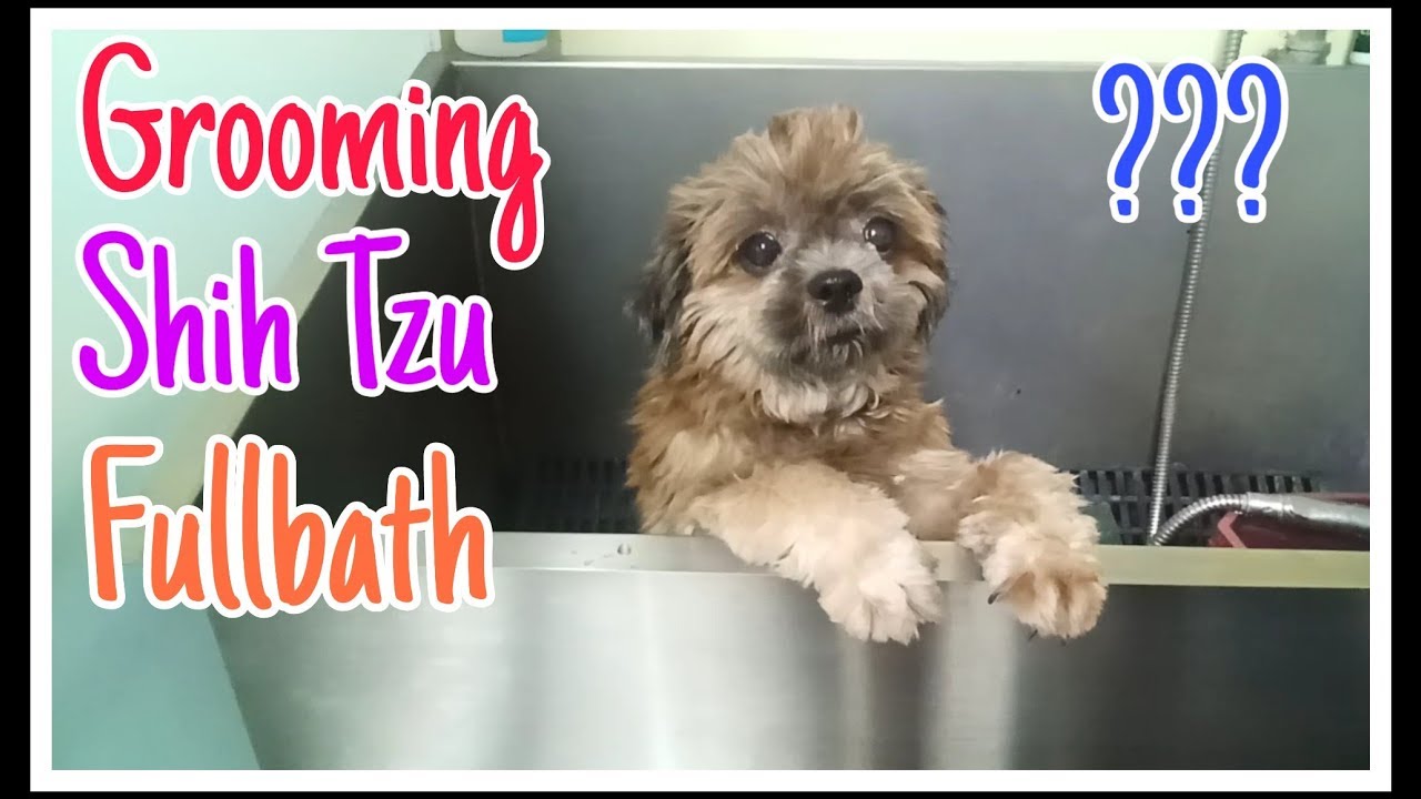 Grooming a Shih Tzu | FullBath | Groomer Style - YouTube