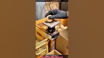 Automatic Potato Weight Sorting Machine – 1kg Precision Grading Machine for Potato Packing Line