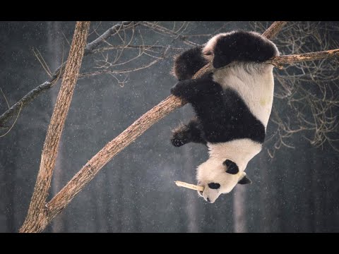 Большая панда. Почему панды вымирающий вид. Смешные и неуклюжие панды.