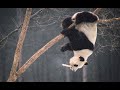 Большая панда. Почему панды долго не живут. Смешные и неуклюжие панды.