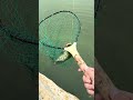 I caught another catfish