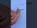 what a snail