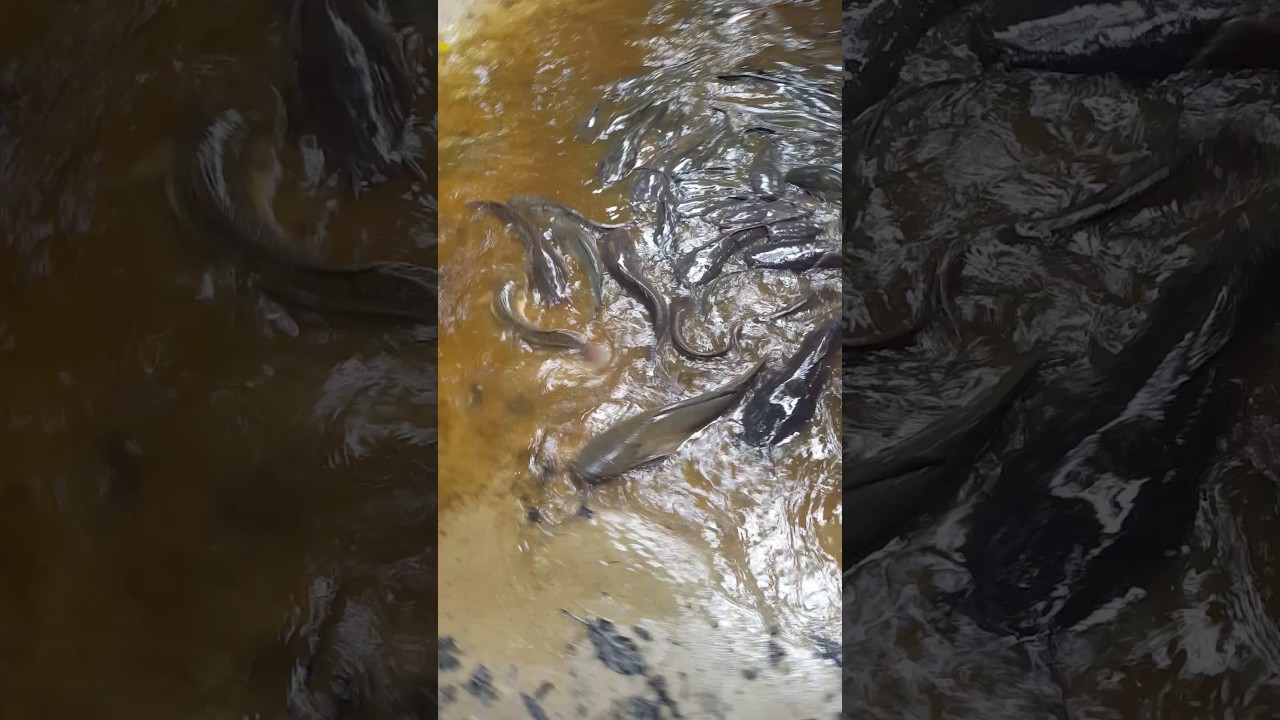 The spirit fish in ghana akyem oda etwereso