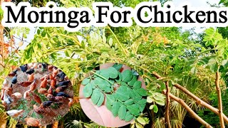 Moringa For Chickens | Moringa Benefits for Chickens | Poultry Farming with Dr. ARSHAD