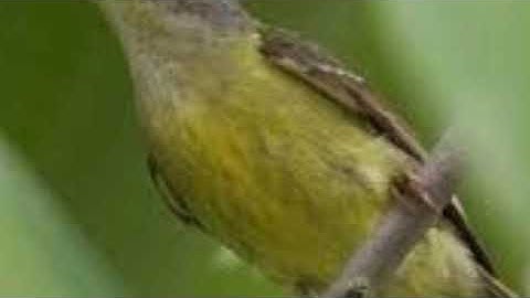 Suara pikat Kolibri konin terbang tinggi
