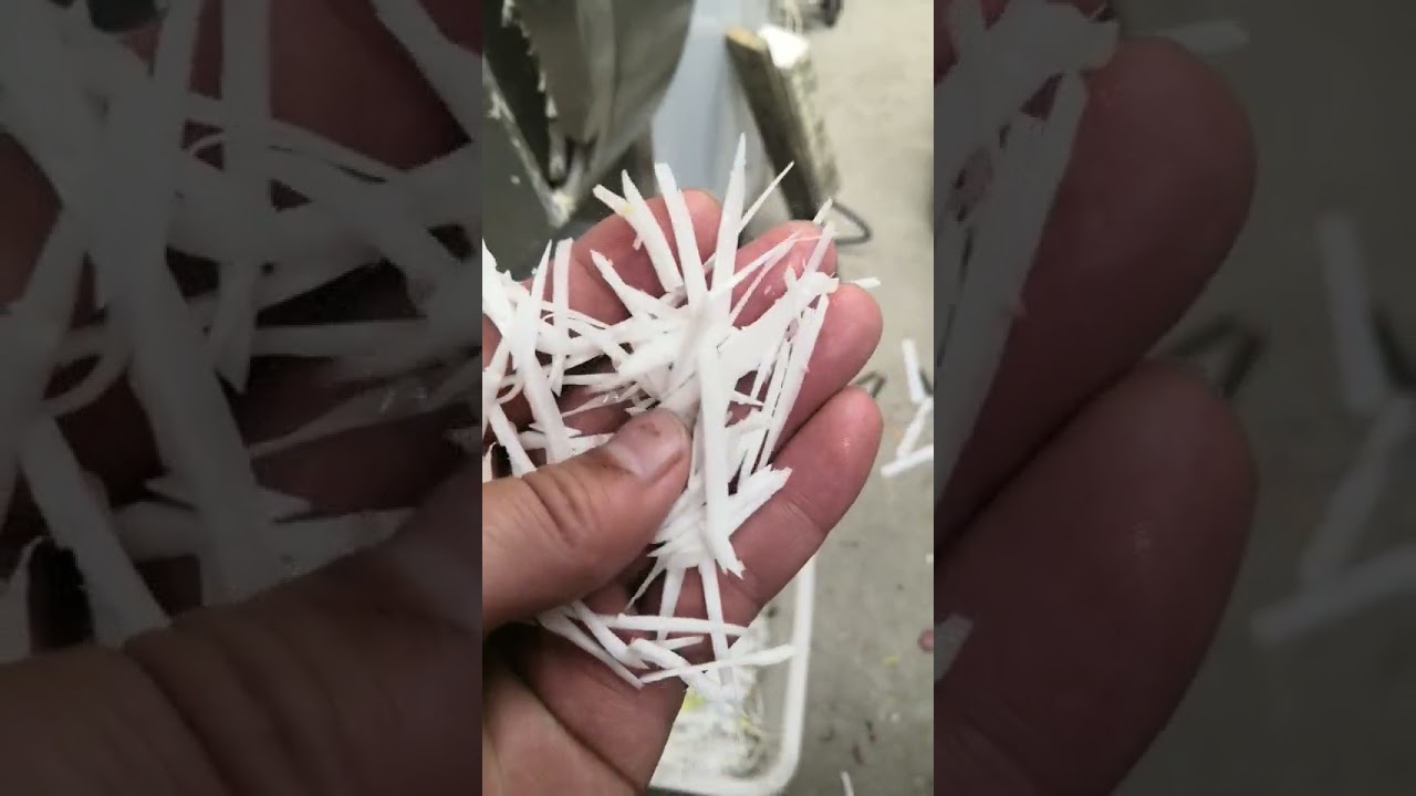 Ginger cutting machine, coconut meat slicing machine