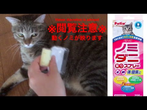 犬用ノミ取り櫛は本当に必要？獣医師も使う正しい使い方と選び方のコツ