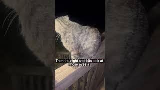 Cats in the cut #cutecat #catvideos #catvideos #pets #kitten #mycat