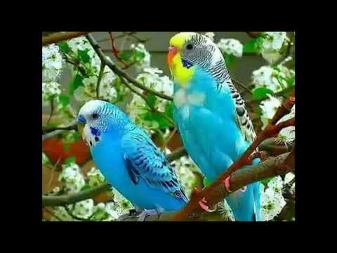 اجمل صور طبيعيه