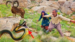 Dangerous incident of a wild snake attack on two nomadic couples🐍🐐